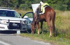 171103-horse-dui-scene-.nbcnews-ux-320-320-whiskey-congress